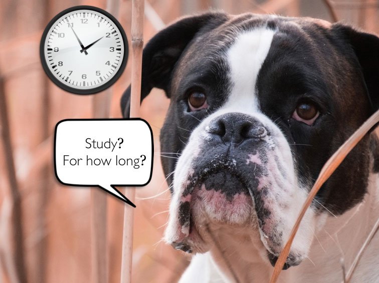 How Many Hours a Day Should You Study